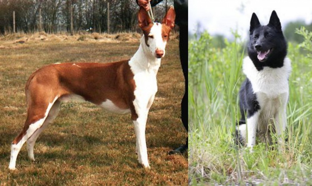 Russo-European Laika vs Podenco Canario - Breed Comparison