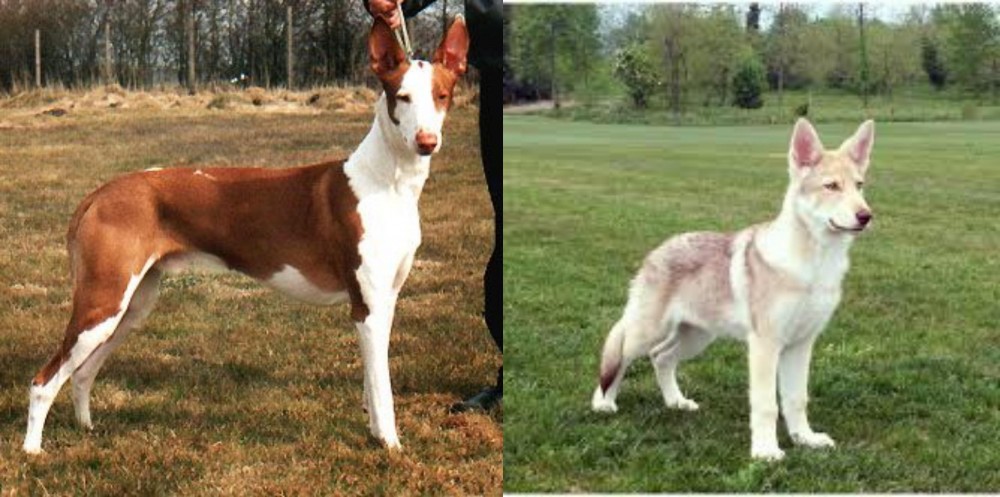 Saarlooswolfhond vs Podenco Canario - Breed Comparison