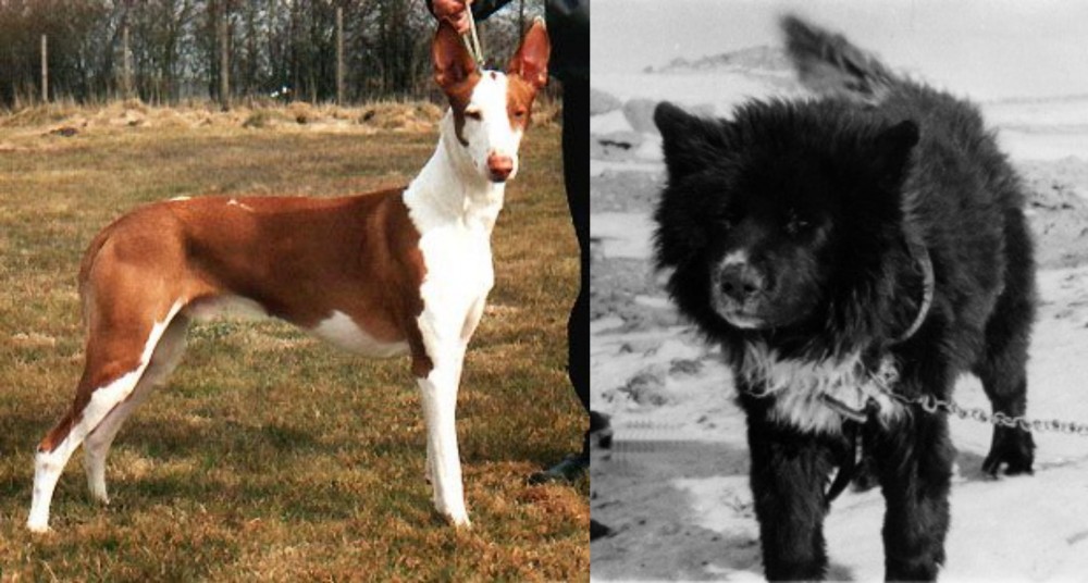 Sakhalin Husky vs Podenco Canario - Breed Comparison