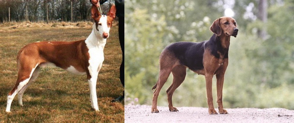 Schillerstovare vs Podenco Canario - Breed Comparison