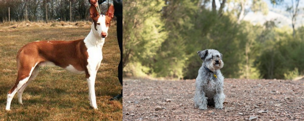 Schnoodle vs Podenco Canario - Breed Comparison