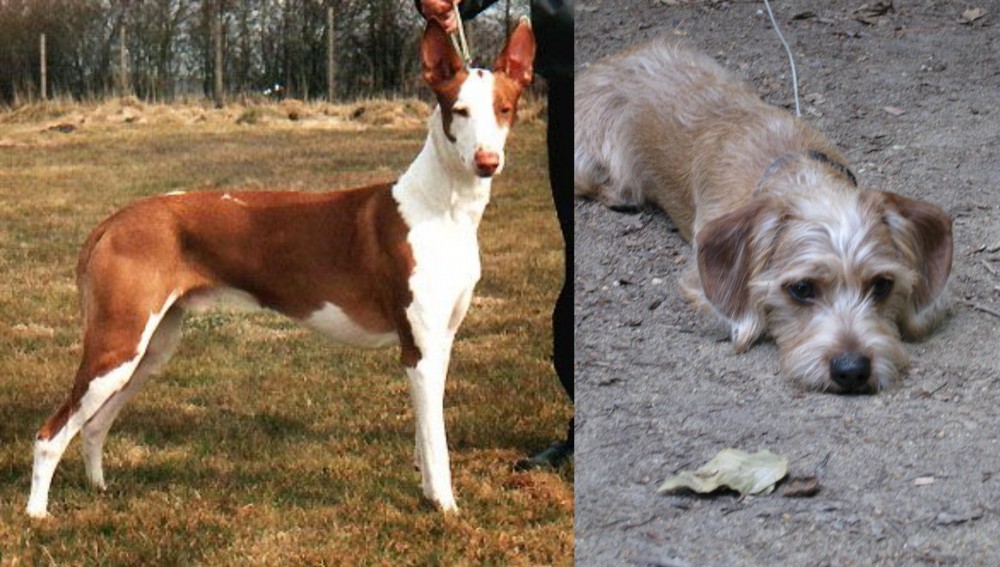 Schweenie vs Podenco Canario - Breed Comparison