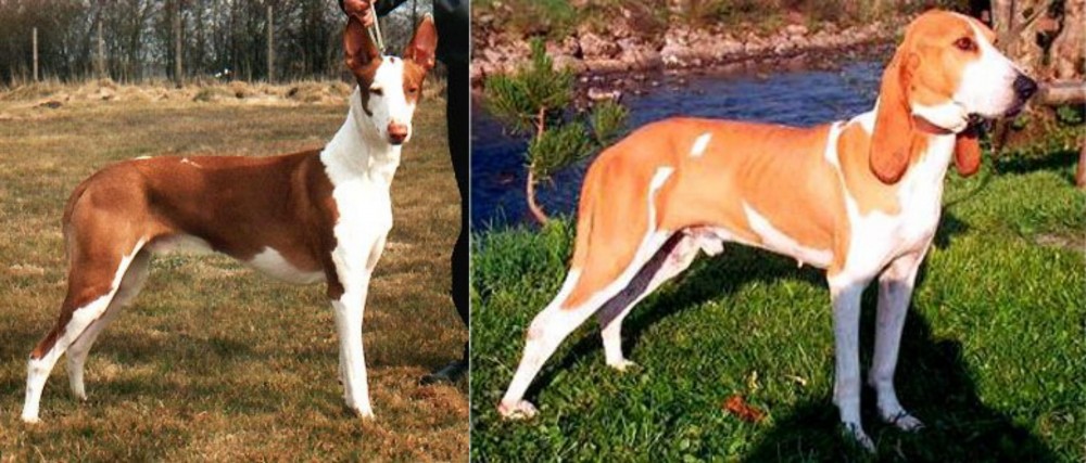 Schweizer Laufhund vs Podenco Canario - Breed Comparison