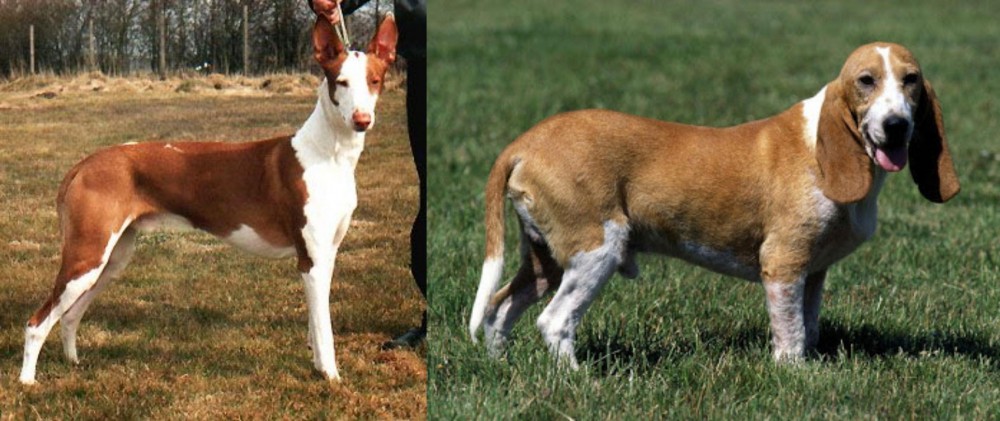 Schweizer Niederlaufhund vs Podenco Canario - Breed Comparison