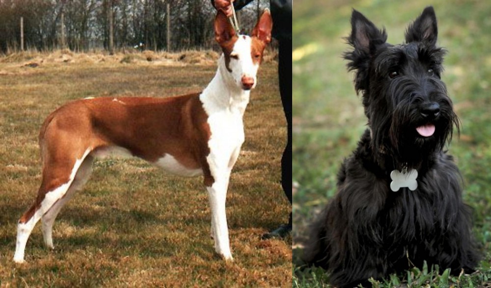 Scoland Terrier vs Podenco Canario - Breed Comparison