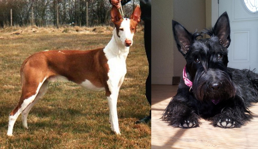 Scottish Terrier vs Podenco Canario - Breed Comparison