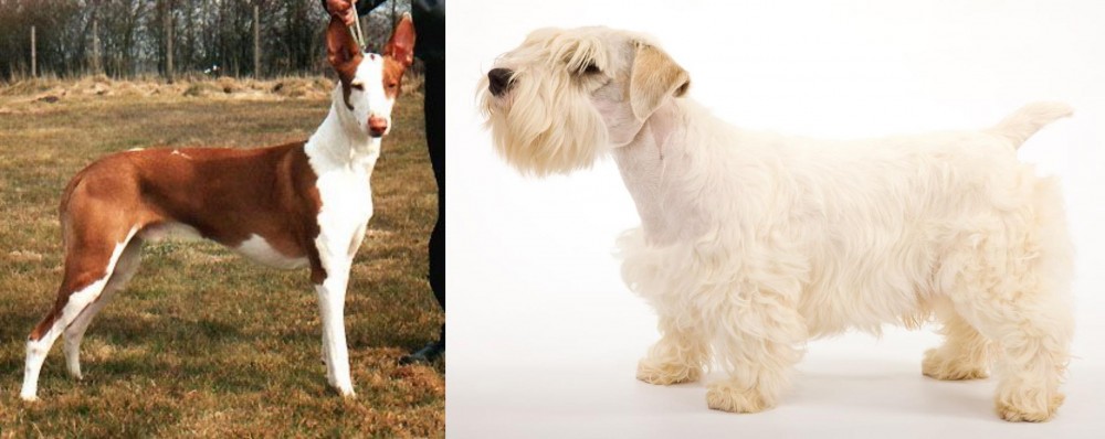 Sealyham Terrier vs Podenco Canario - Breed Comparison