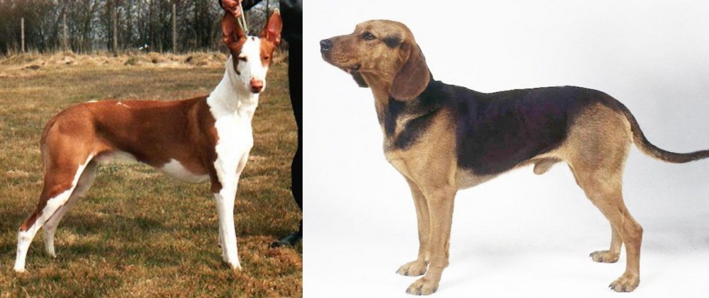 Serbian Hound vs Podenco Canario - Breed Comparison