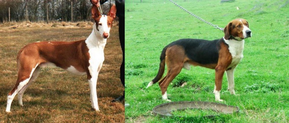 Serbian Tricolour Hound vs Podenco Canario - Breed Comparison