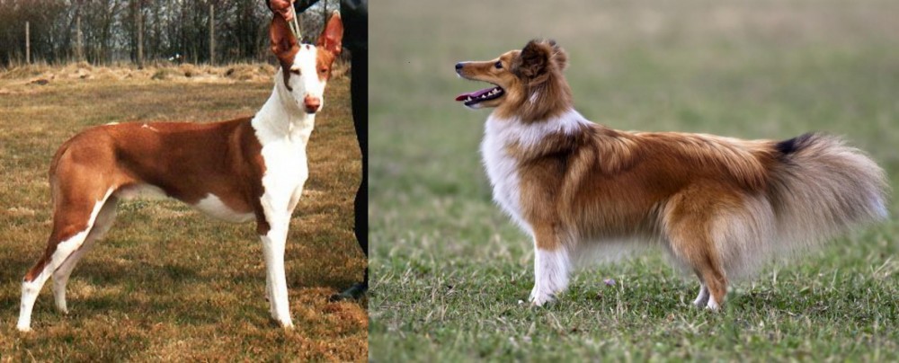 Shetland Sheepdog vs Podenco Canario - Breed Comparison