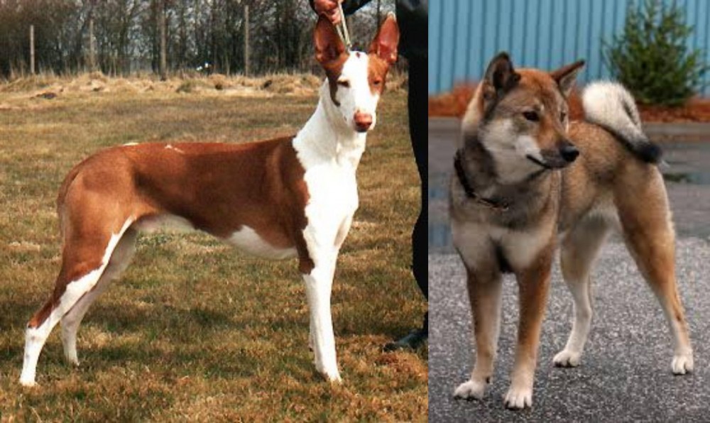 Shikoku vs Podenco Canario - Breed Comparison