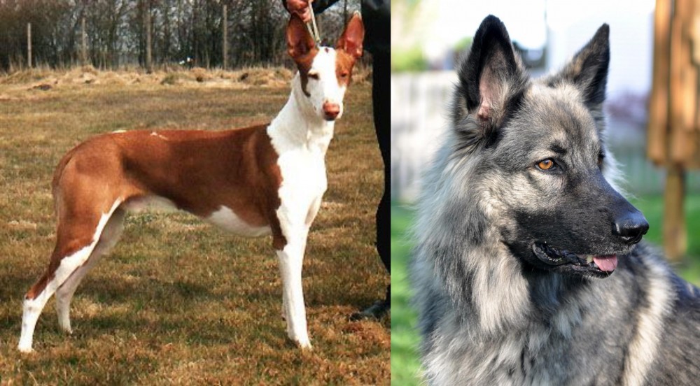 Shiloh Shepherd vs Podenco Canario - Breed Comparison
