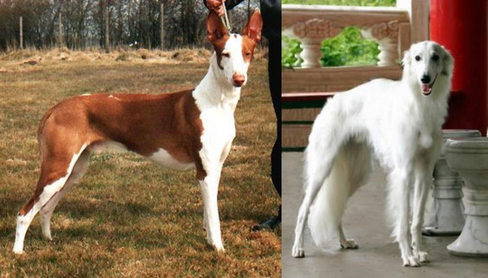 Silken Windhound vs Podenco Canario - Breed Comparison