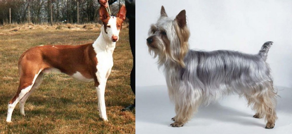 Silky Terrier vs Podenco Canario - Breed Comparison