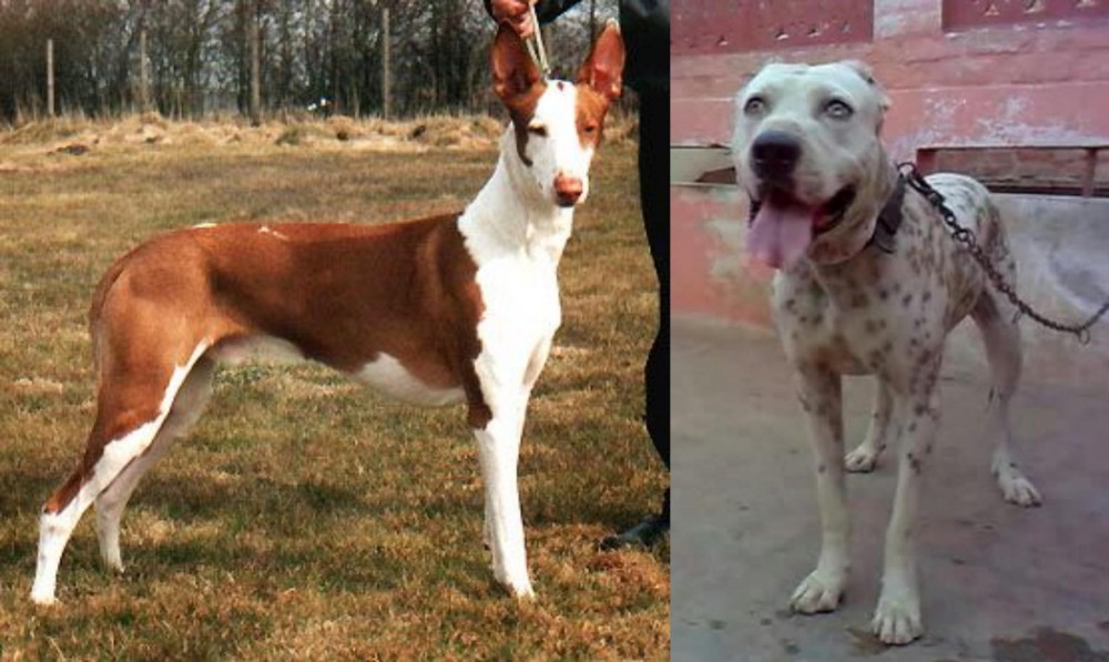 Sindh Mastiff vs Podenco Canario - Breed Comparison