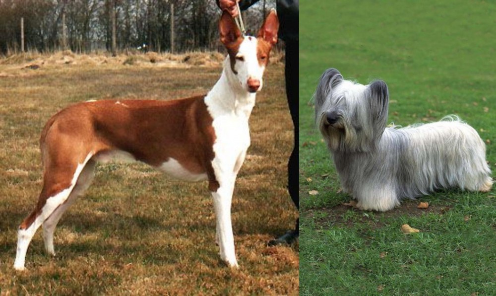 Skye Terrier vs Podenco Canario - Breed Comparison
