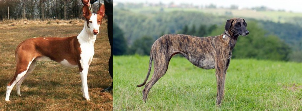 Sloughi vs Podenco Canario - Breed Comparison