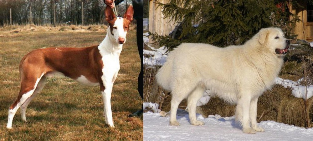 Slovak Cuvac vs Podenco Canario - Breed Comparison