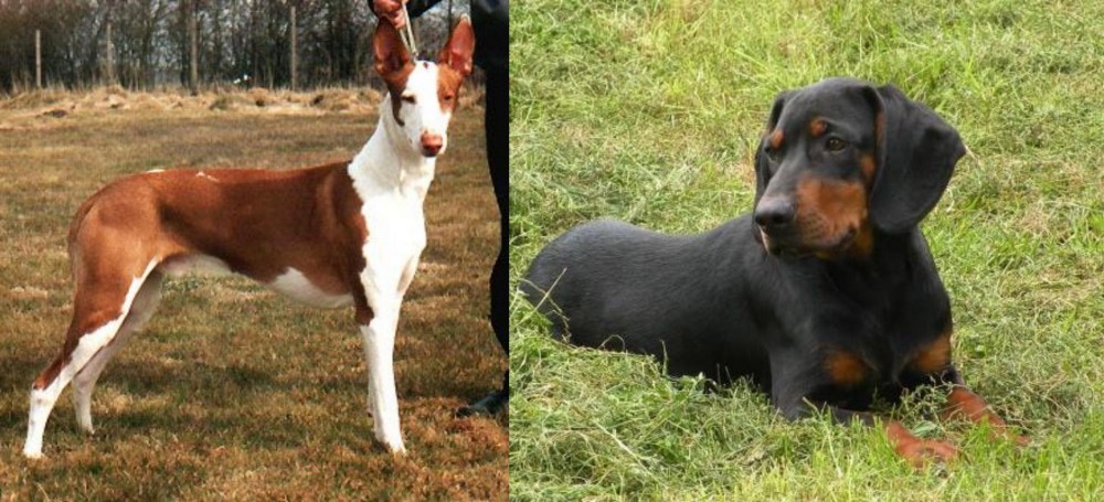 Slovakian Hound vs Podenco Canario - Breed Comparison