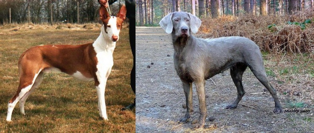 Slovensky Hrubosrsty Stavac vs Podenco Canario - Breed Comparison