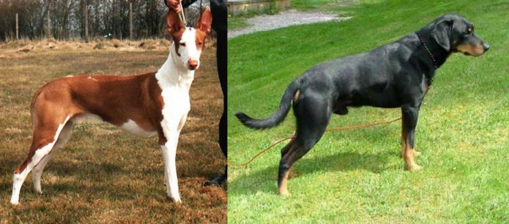 Smalandsstovare vs Podenco Canario - Breed Comparison