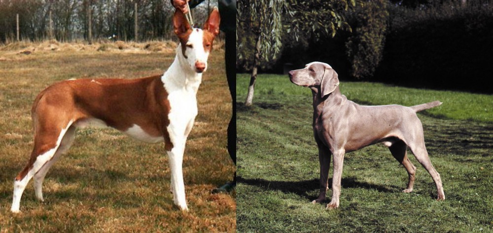 Smooth Haired Weimaraner vs Podenco Canario - Breed Comparison