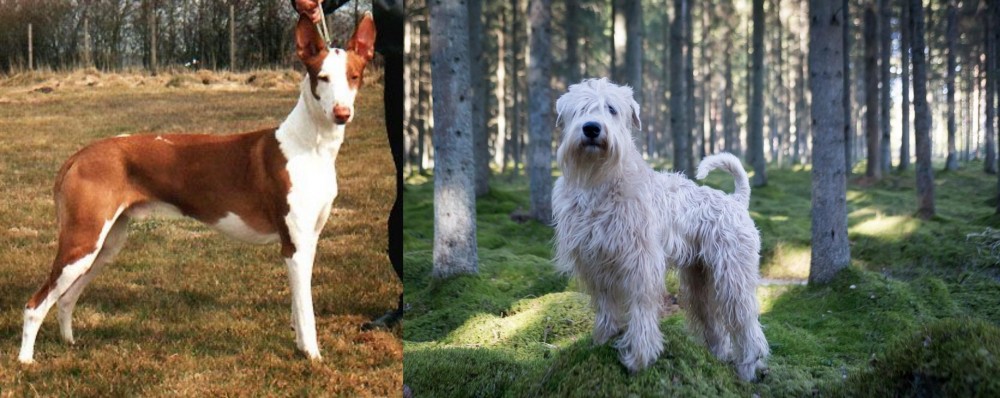 Soft-Coated Wheaten Terrier vs Podenco Canario - Breed Comparison