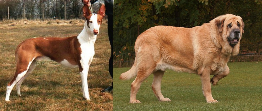 Spanish Mastiff vs Podenco Canario - Breed Comparison