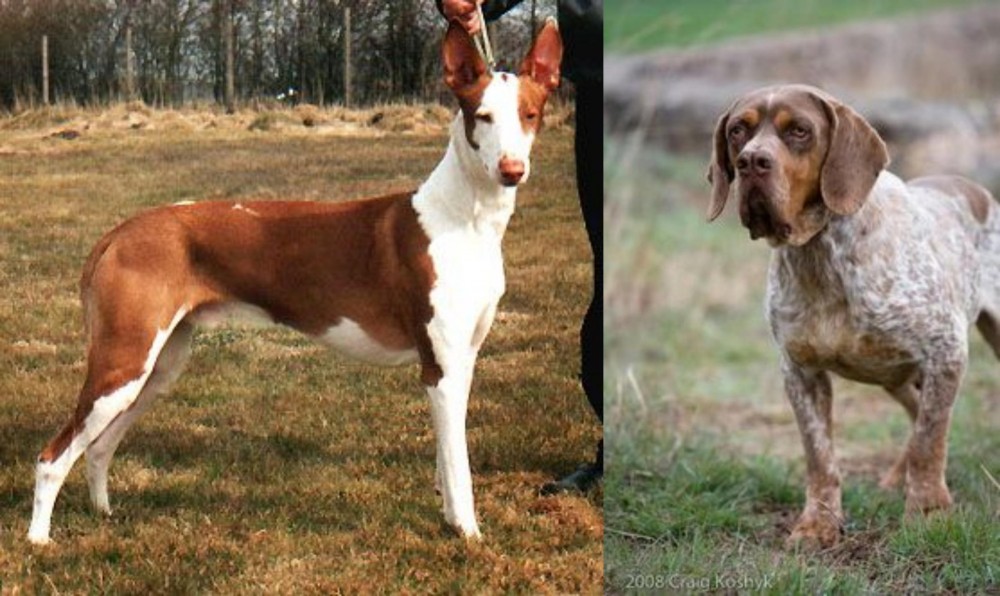 Spanish Pointer vs Podenco Canario - Breed Comparison