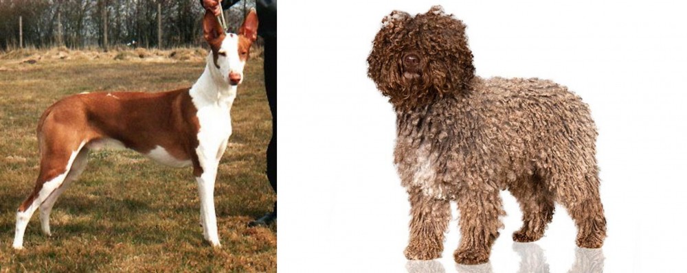 Spanish Water Dog vs Podenco Canario - Breed Comparison