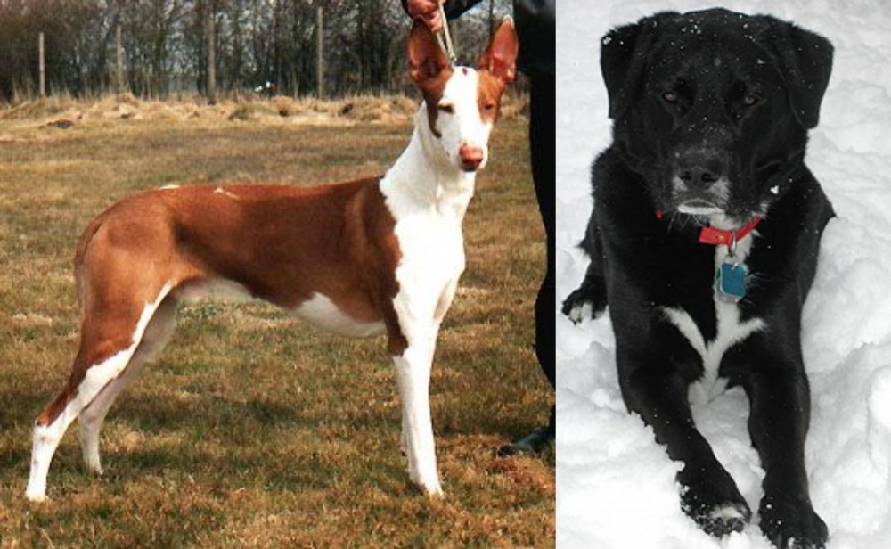 St. John's Water Dog vs Podenco Canario - Breed Comparison