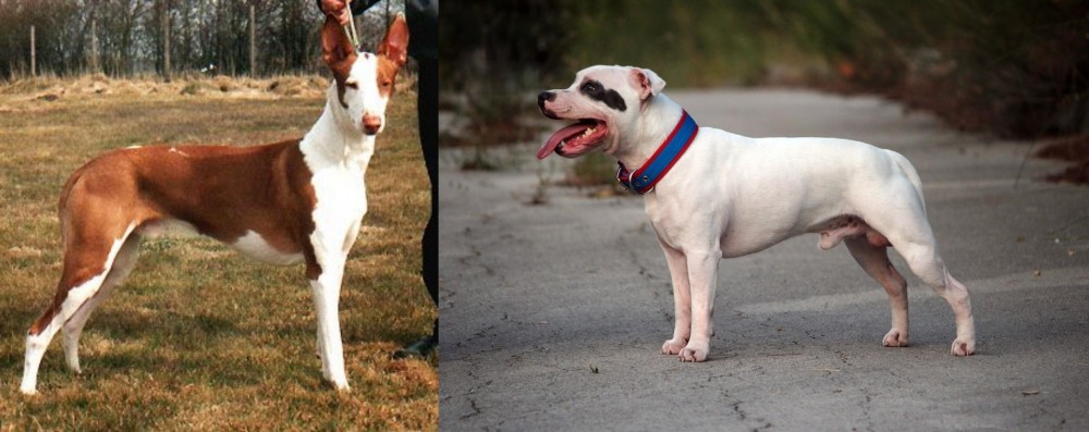 Staffordshire Bull Terrier vs Podenco Canario - Breed Comparison