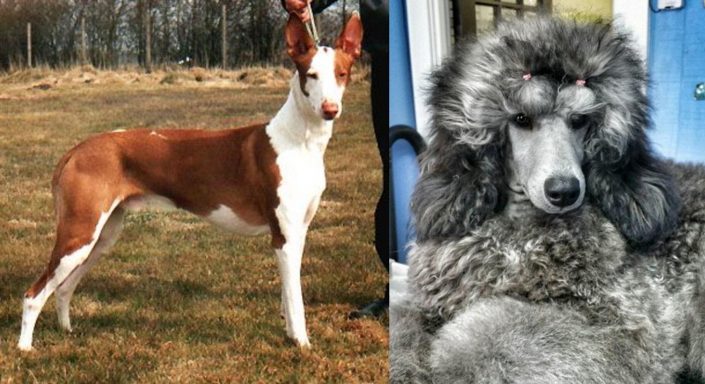 Standard Poodle vs Podenco Canario - Breed Comparison