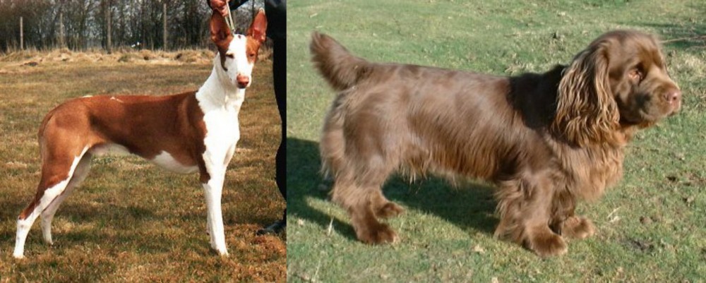 Sussex Spaniel vs Podenco Canario - Breed Comparison