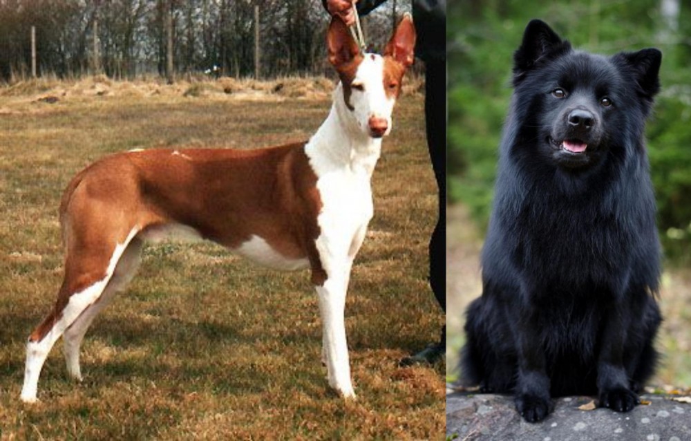 Swedish Lapphund vs Podenco Canario - Breed Comparison