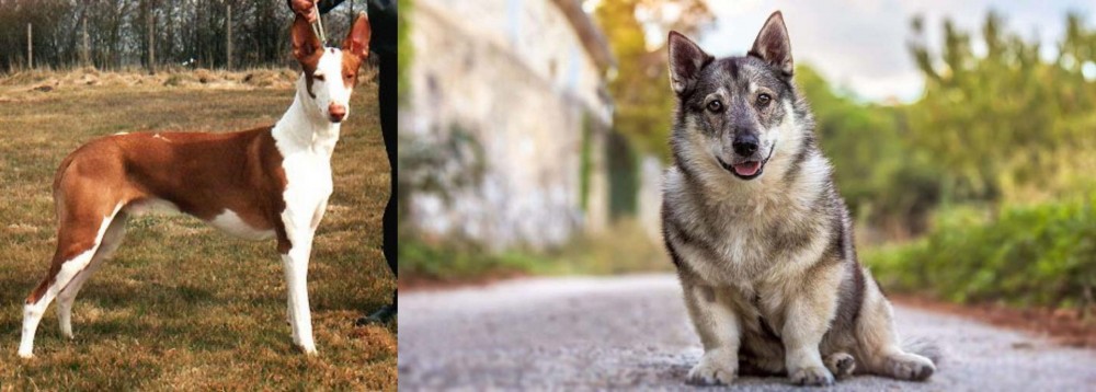 Swedish Vallhund vs Podenco Canario - Breed Comparison
