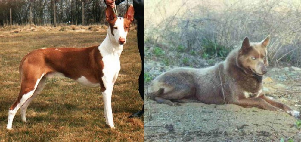 Tahltan Bear Dog vs Podenco Canario - Breed Comparison