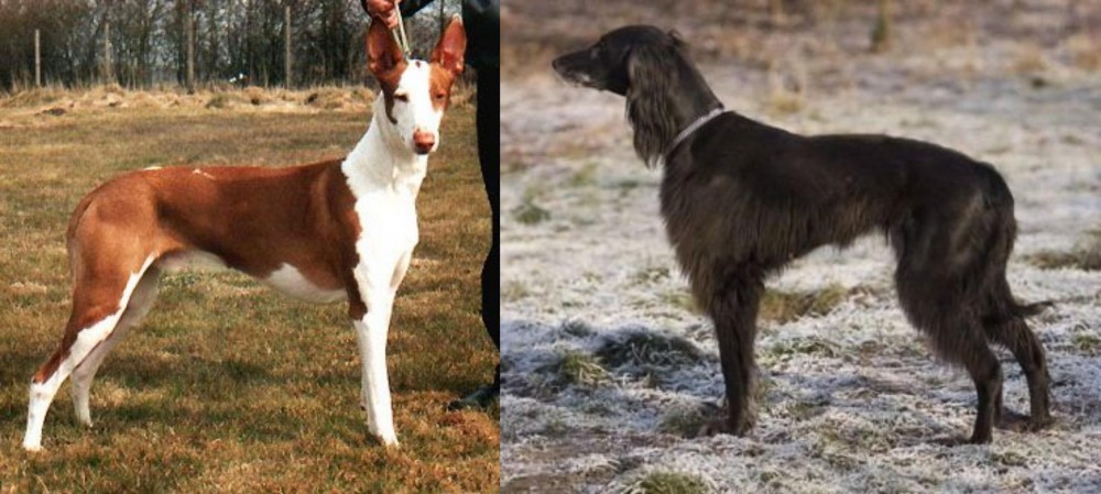 Taigan vs Podenco Canario - Breed Comparison