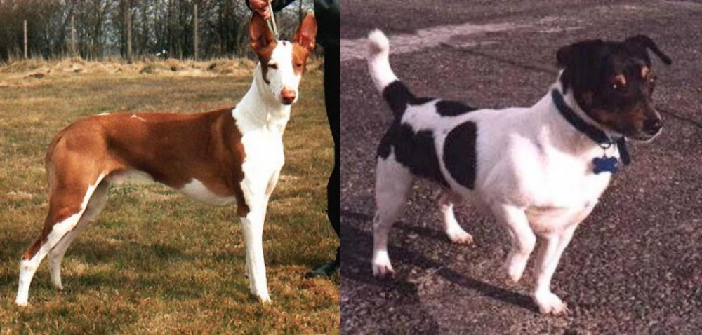Teddy Roosevelt Terrier vs Podenco Canario - Breed Comparison