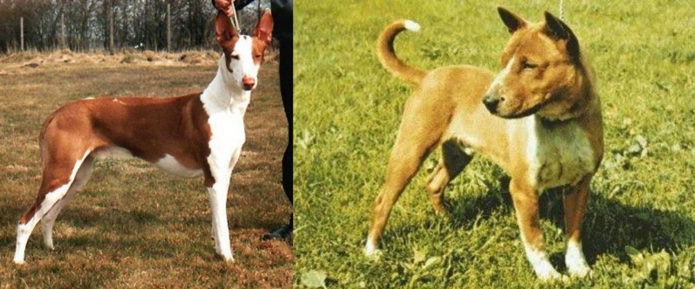 Telomian vs Podenco Canario - Breed Comparison