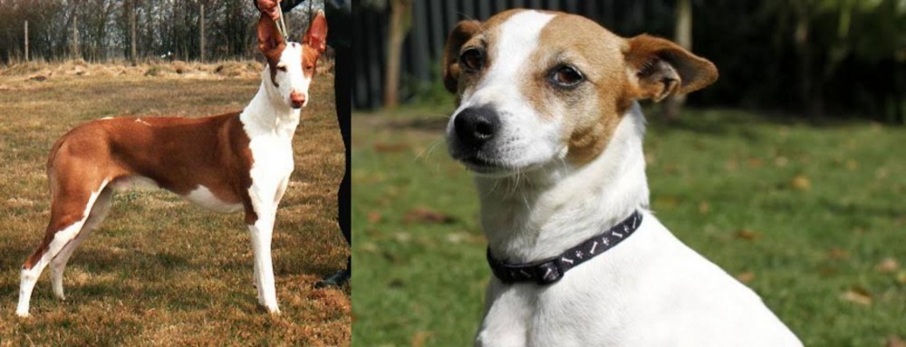 Tenterfield Terrier vs Podenco Canario - Breed Comparison