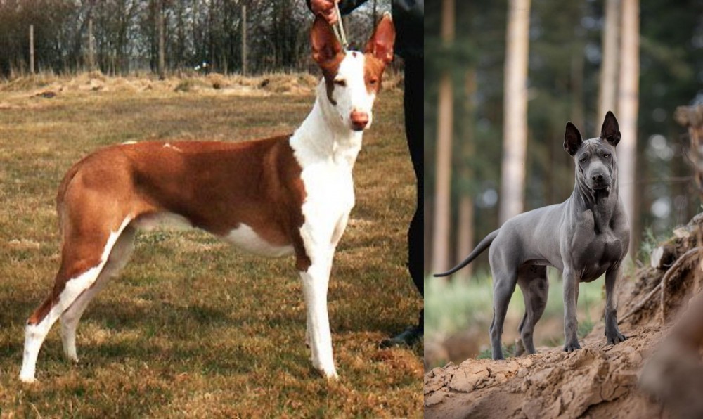 Thai Ridgeback vs Podenco Canario - Breed Comparison