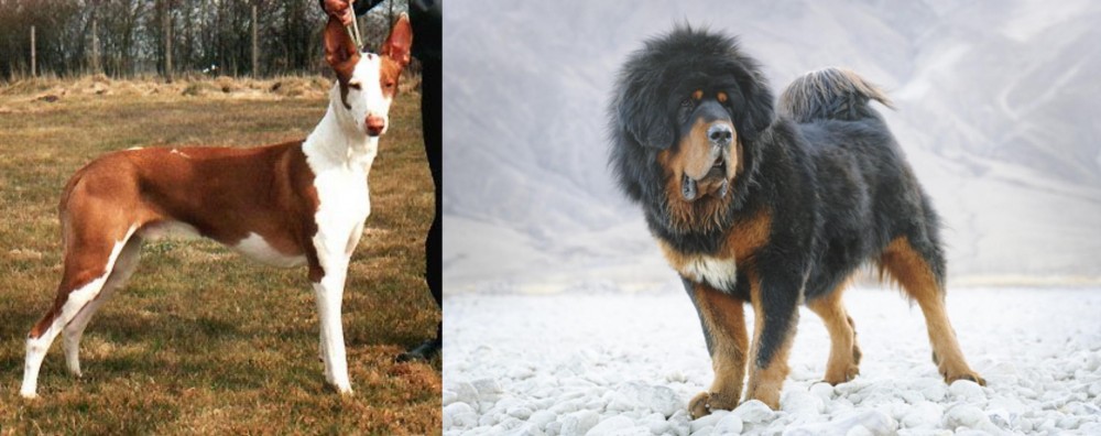 Tibetan Mastiff vs Podenco Canario - Breed Comparison