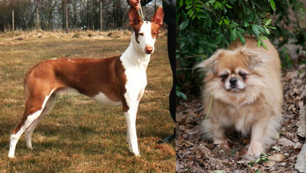 Tibetan Spaniel vs Podenco Canario - Breed Comparison