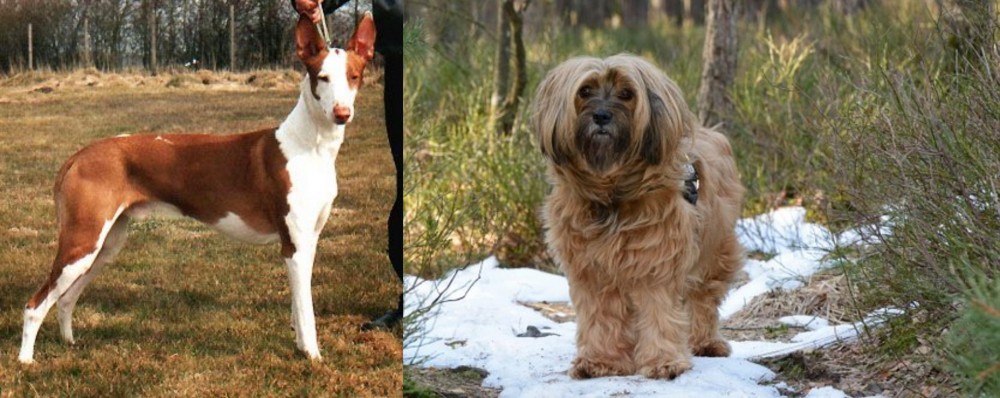 Tibetan Terrier vs Podenco Canario - Breed Comparison