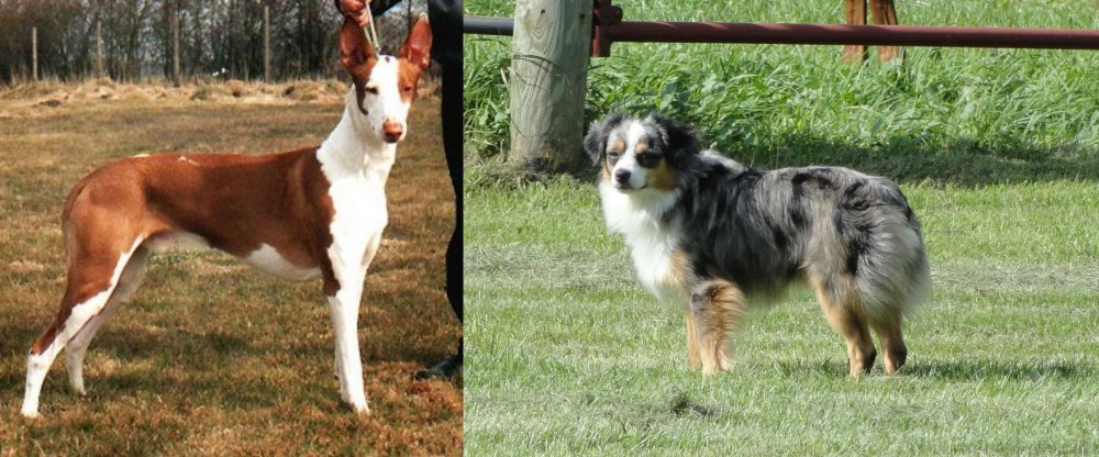 Toy Australian Shepherd vs Podenco Canario - Breed Comparison