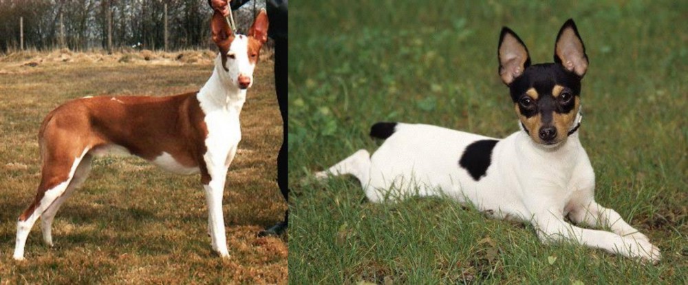 Toy Fox Terrier vs Podenco Canario - Breed Comparison