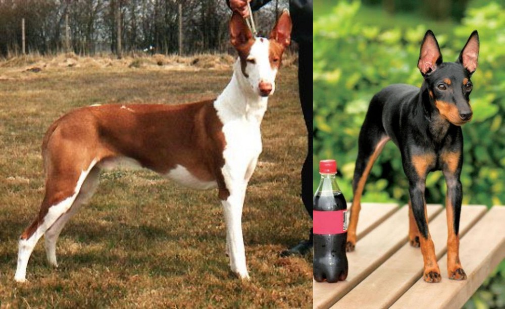 Toy Manchester Terrier vs Podenco Canario - Breed Comparison