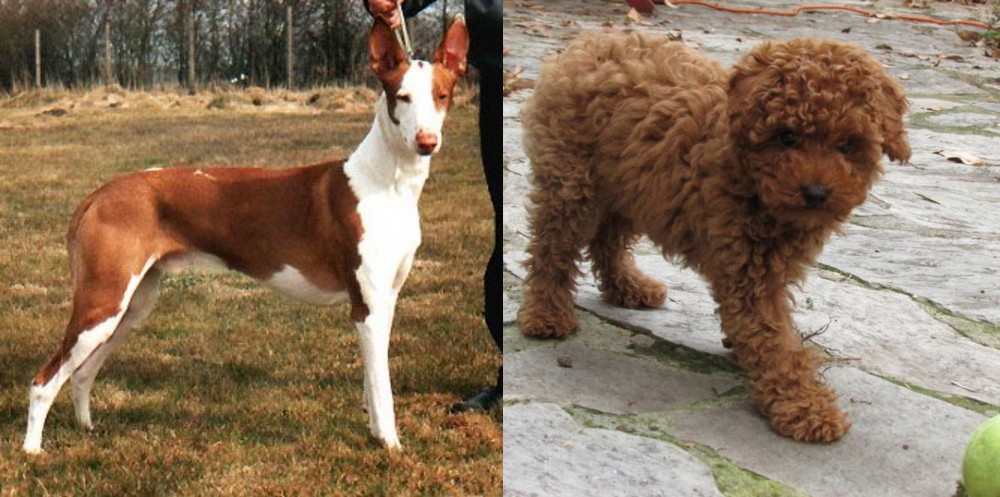 Toy Poodle vs Podenco Canario - Breed Comparison