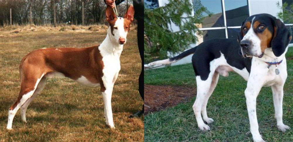 Treeing Walker Coonhound vs Podenco Canario - Breed Comparison